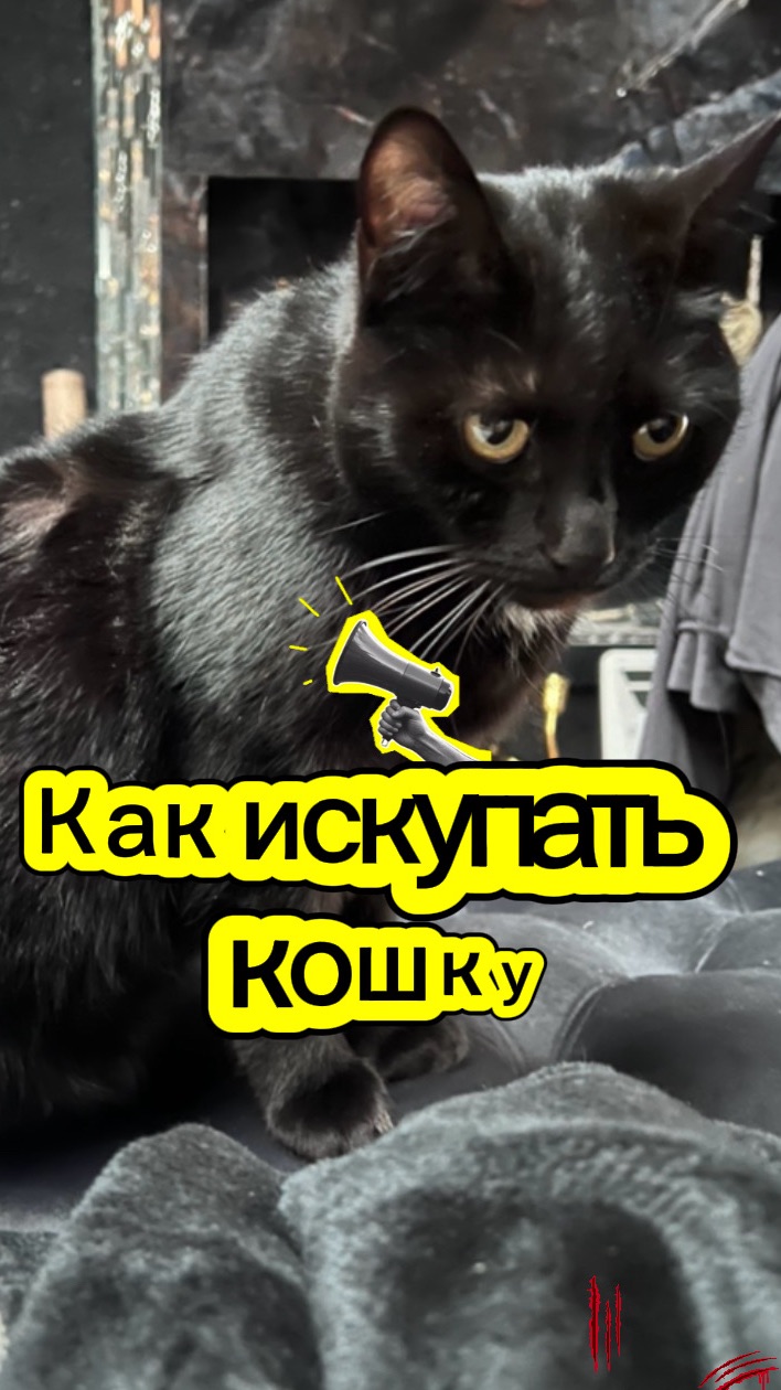 Как искупать кошку.