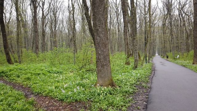 Ставрополь.Лес (Часть 2)