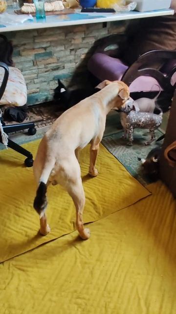 Ксоломания
Ксоло много не бывает 🤗