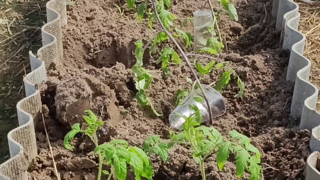 Репортаж из заснеженного сада. А томатики-то в теплице живые