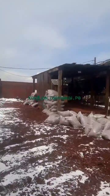 Кора Сибири