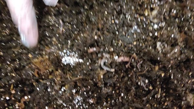 5. биогумус своими руками. Процесс идёт)