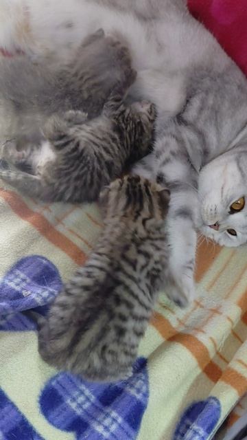 котята британцы