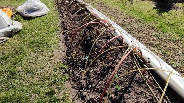 Розы на 21 апреля. Ленинградская область. Зато