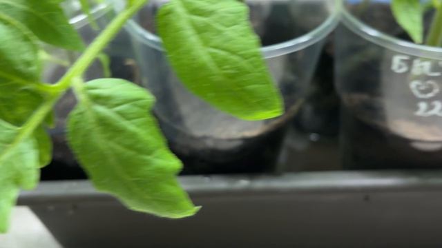 Делюсь опытом выращивания коренастой рассады томатов. Два вопроса к подписчикам