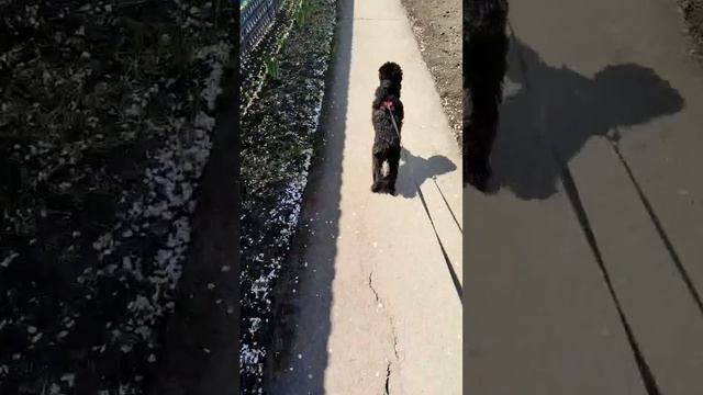 Собачка Айза на прогулке.😄