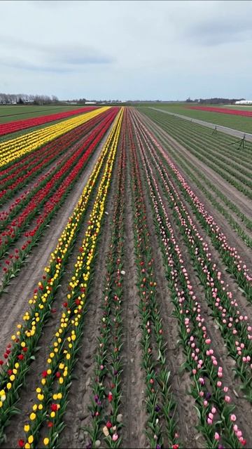 Цветочные поля: великолепие тюльпанов #тюльпаны #цветы #ландшафт