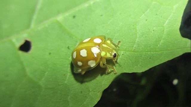 ИНСЕКТАРИЙ: 463. Галиция Шестнадцатипятнистая (Halyzia sedecimguttata) 2V