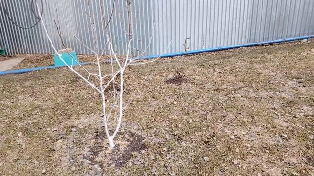 начали чистить викторию