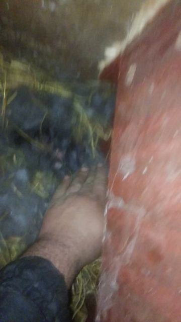 Вальер B и как они там вообще живут