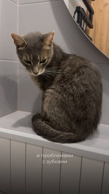 История одной случайной встречи💔 #кошка