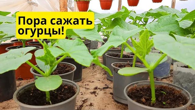 Высадка рассады огурцов в теплицу! Когда и как правильно посадить огурцы!