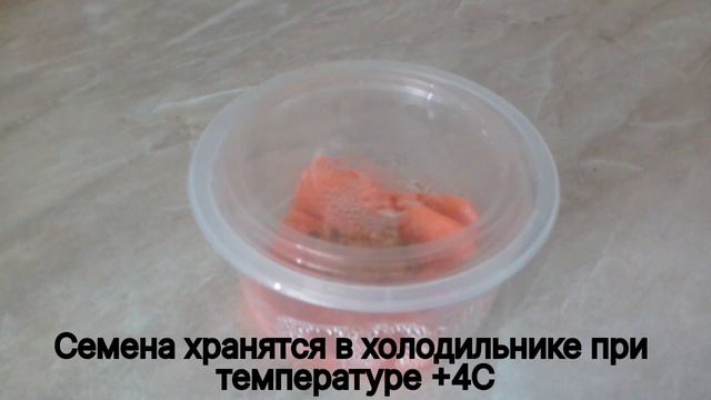 Яблоня из семечки. Растим саженцы с нуля.