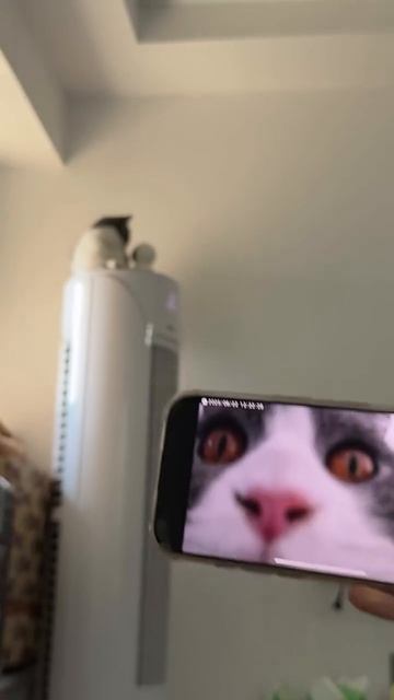 Наблюдаем за камерой