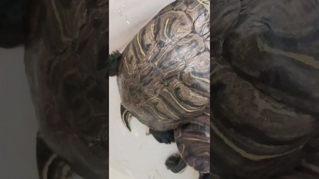 И опять-таки много красноухих черепах