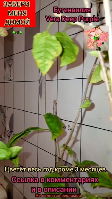 Бугенвилия