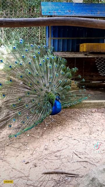 Павлиний хвост