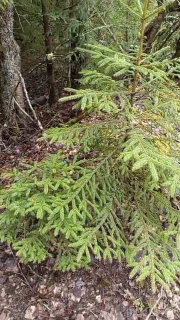 #красивый апрельский лес