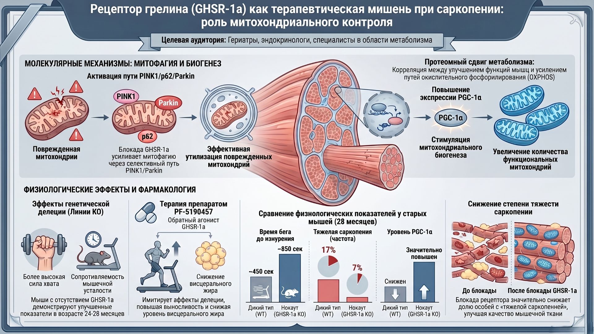 Как отключение аппетита делает мышцы выносливее