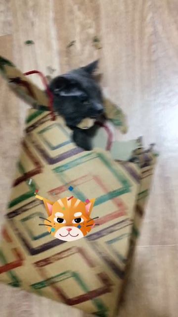 Кошка залезла в бумажный пакет