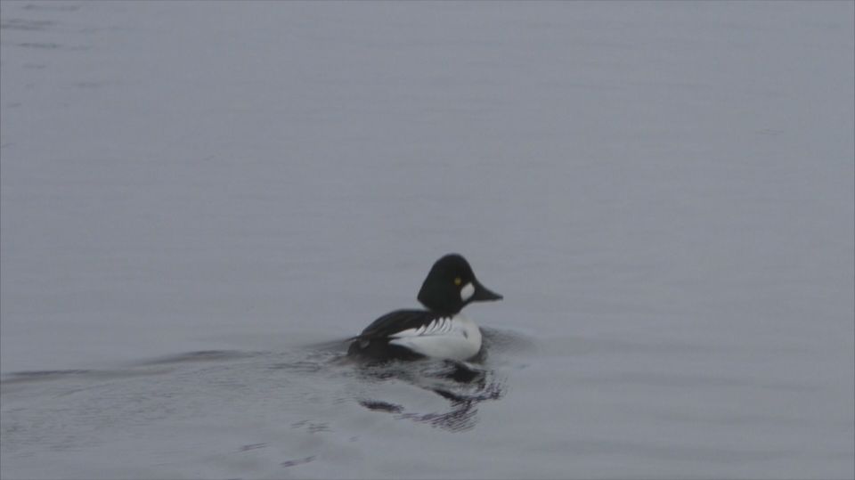 Утки гоголь. Брачные игры