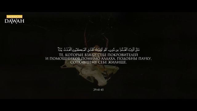 Коран раскрыл тайну паука