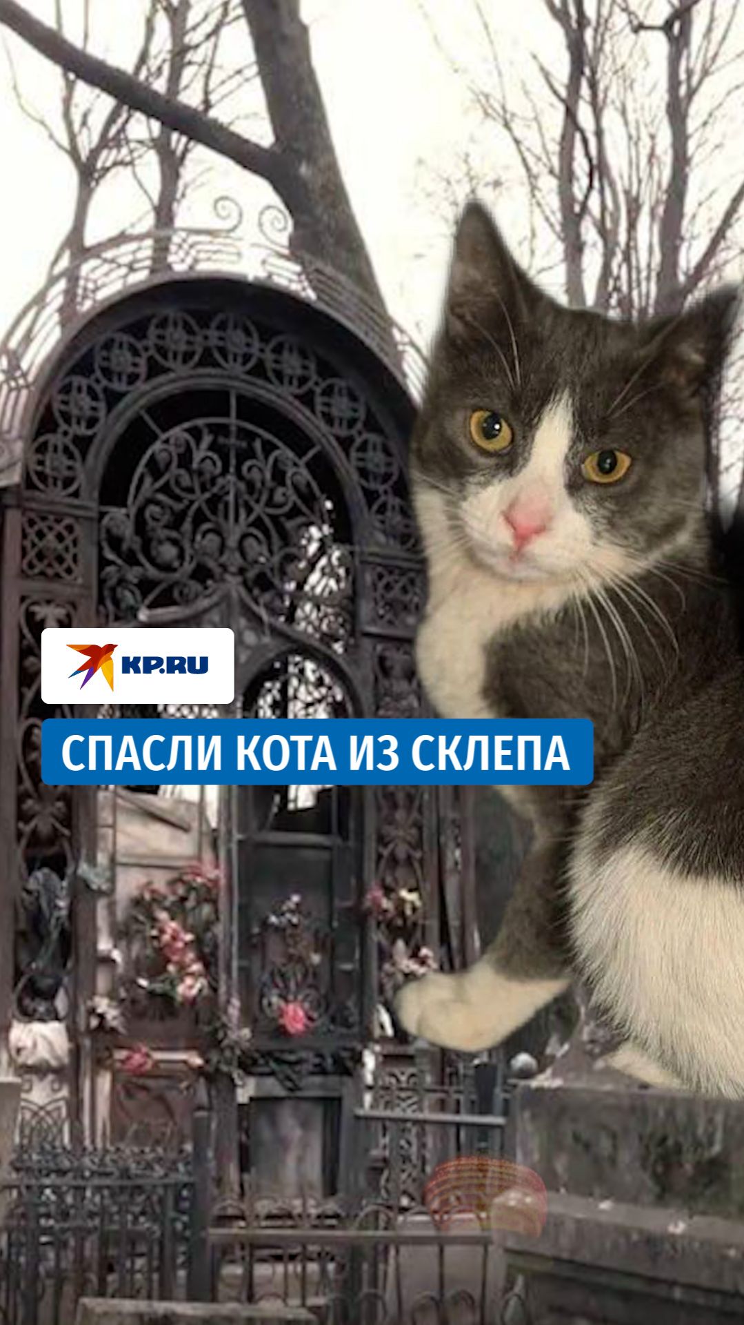 Кота вытащили из склепа на Введенском кладбище