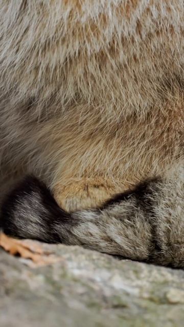 Когда наконец-то обмочил фитилёк - Манул выходит довольный