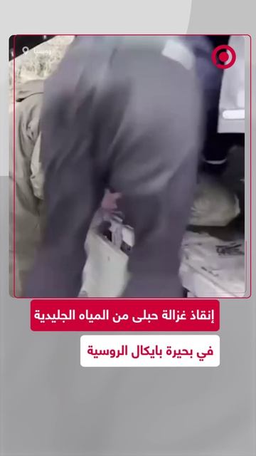 إنقاذ_أنثى_غزال_حبلى_من_المياه_الجليدية_في_بحيرة_بايكال