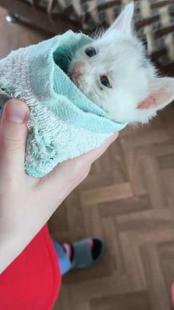 Кот -воришка украл где-то 3 котят и принес их нам #2