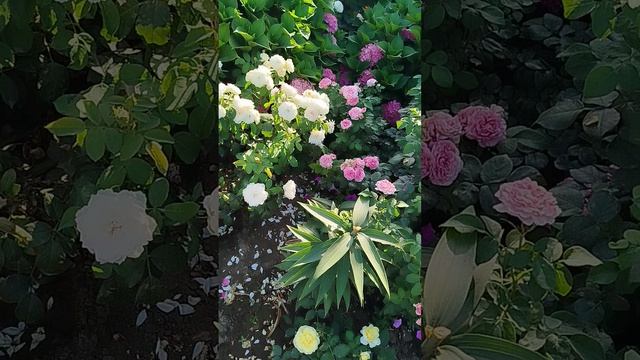 Ампельные петунии серии Тайдал Вейв в открытом грунте. Часть 1.