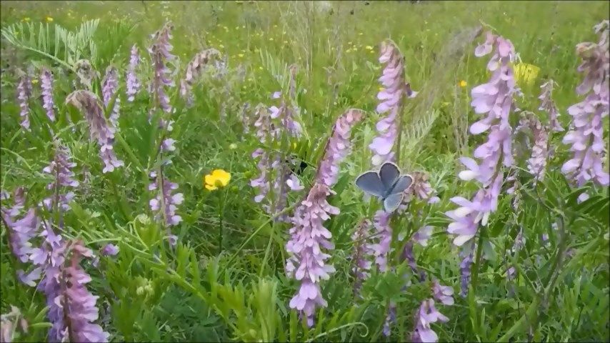 Бабочка и шмель