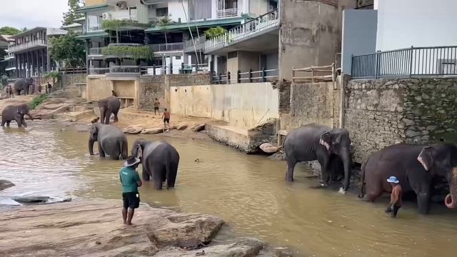 Pinnawela Пиннавела слоновий питомник Шри-Ланка