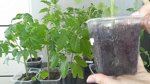 Скрученные листья на рассаде томатов.22.04.2026