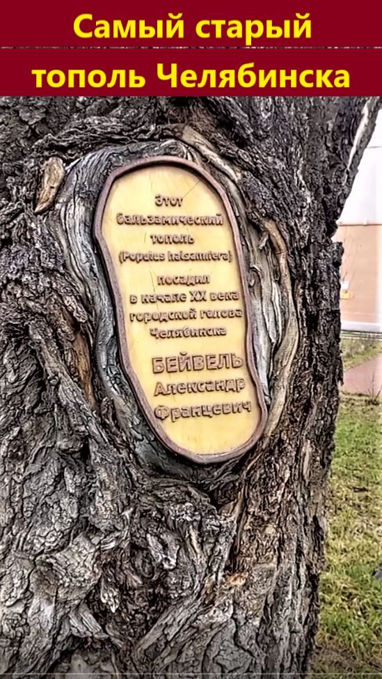 Самый старый тополь в Челябинске