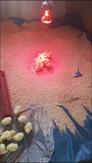 1000024417.наши маленькие