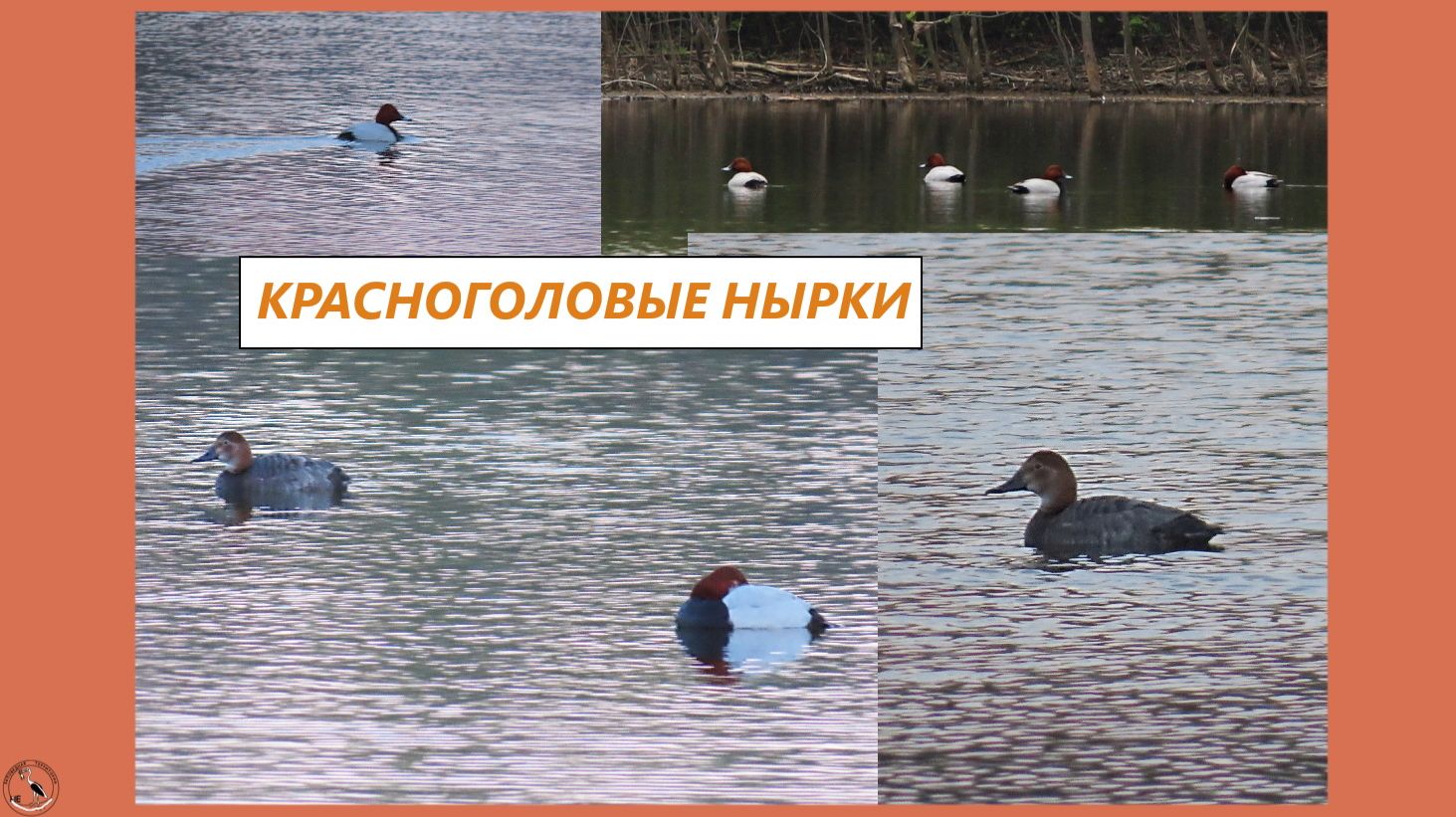 Нырковые утки - красноголовые нырки. Мастера по нырянию!