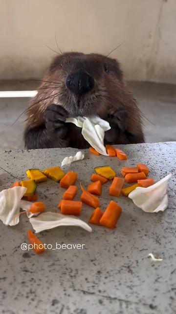 Мукбанг от бобра