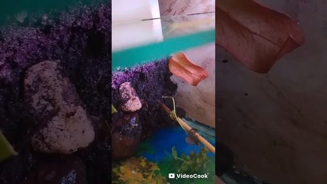 новый террариум для моих питомцех