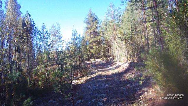 облаяла первого глухаря.