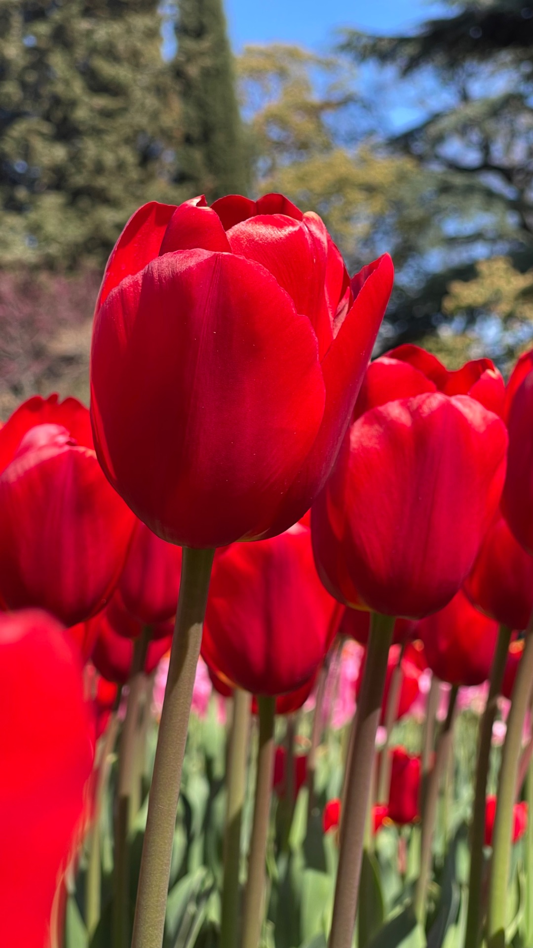 Парад тюльпанов🌷🌷🌷