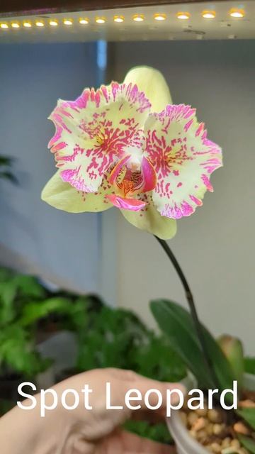 22-04-2026.Орхидея  Spot Leopard.