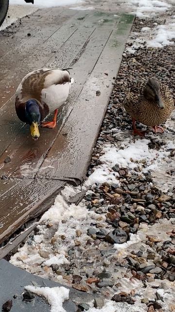 Милое видео