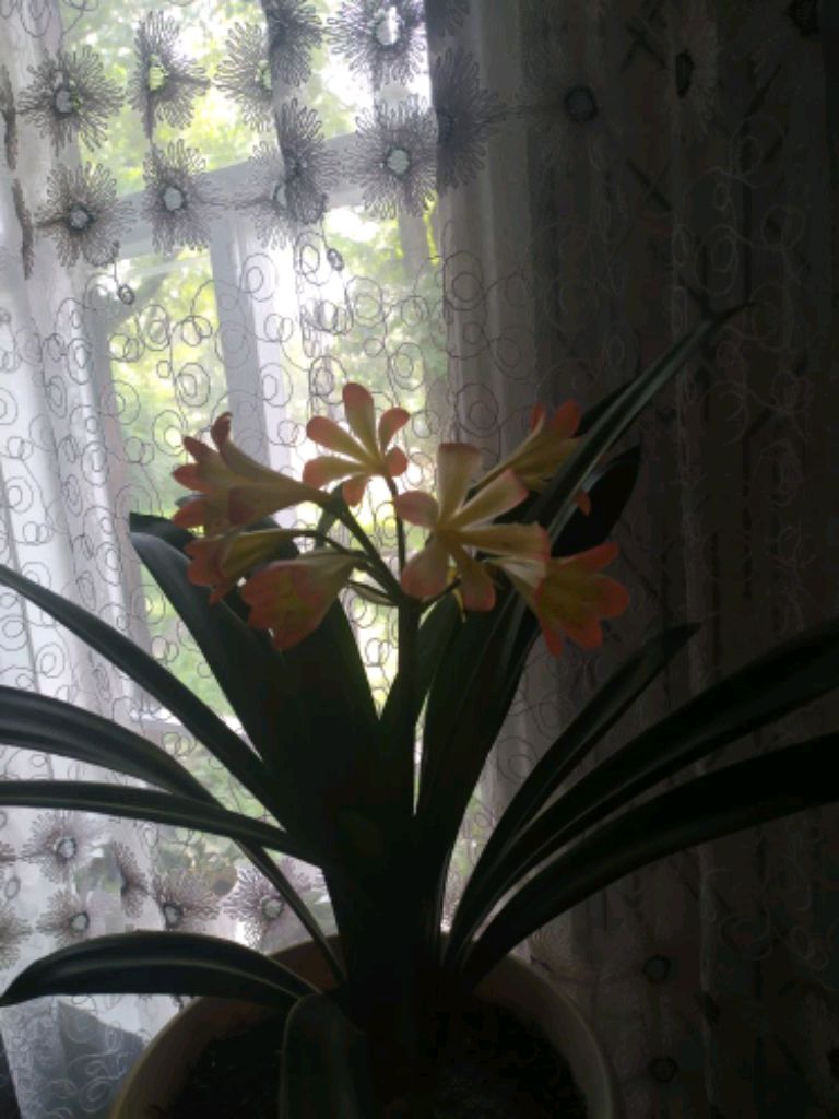 лампы для цветов