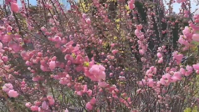 Луизеания в ботаническом саду КФУ. Видео Л.П. Юрчишко