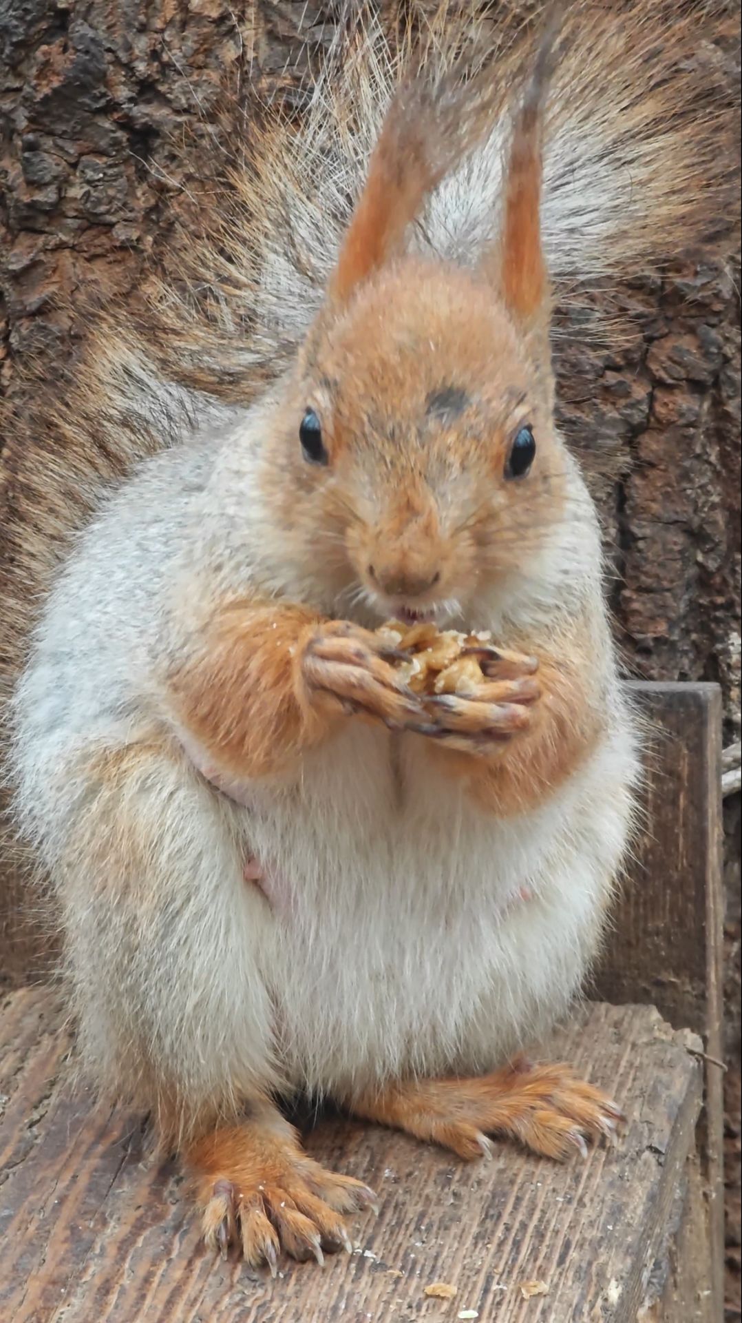 Белка с орешком