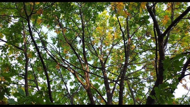 П. Коэльо. О добрых воспоминаниях. Притча 119. Книга Воина Света