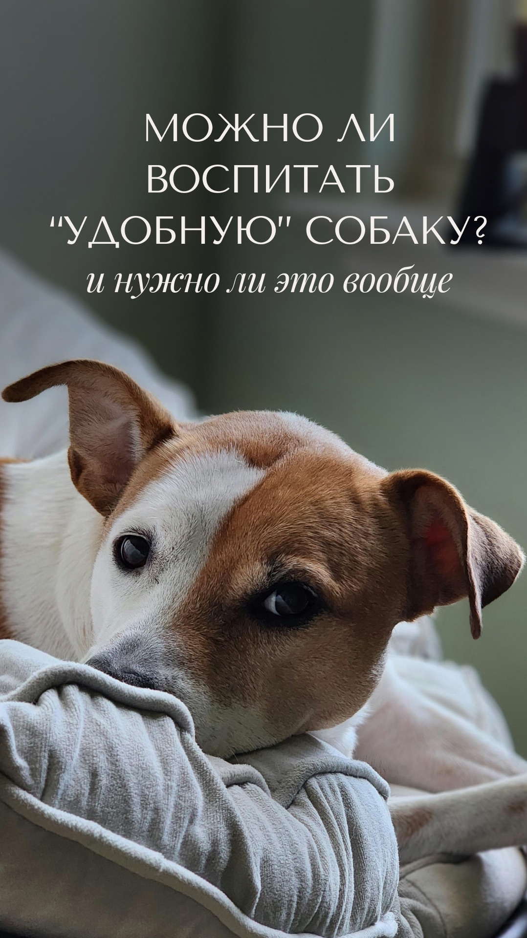 Можно ли воспитать удобную собаку