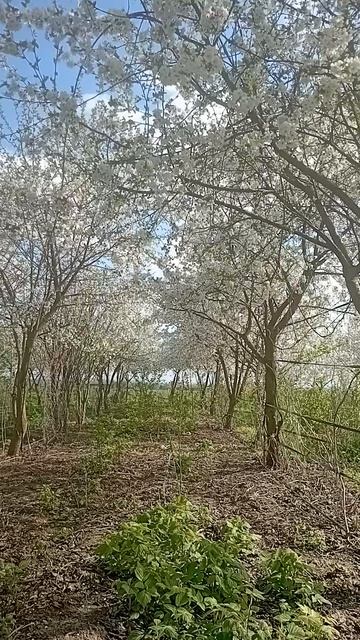 Весна 2026, наш сад.