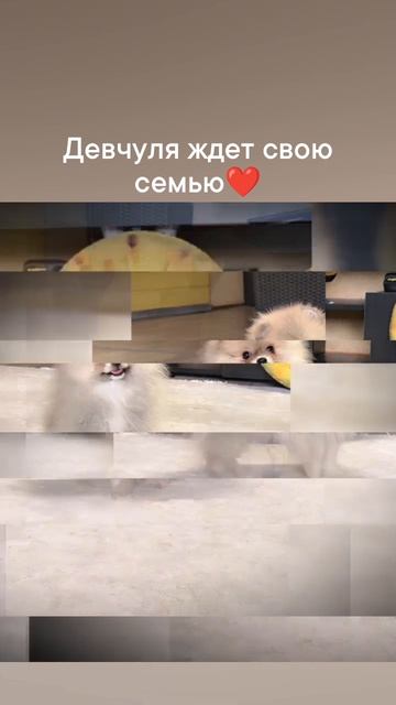 1000113119.mp4
девочка померанского шпица ждёт свою семью.